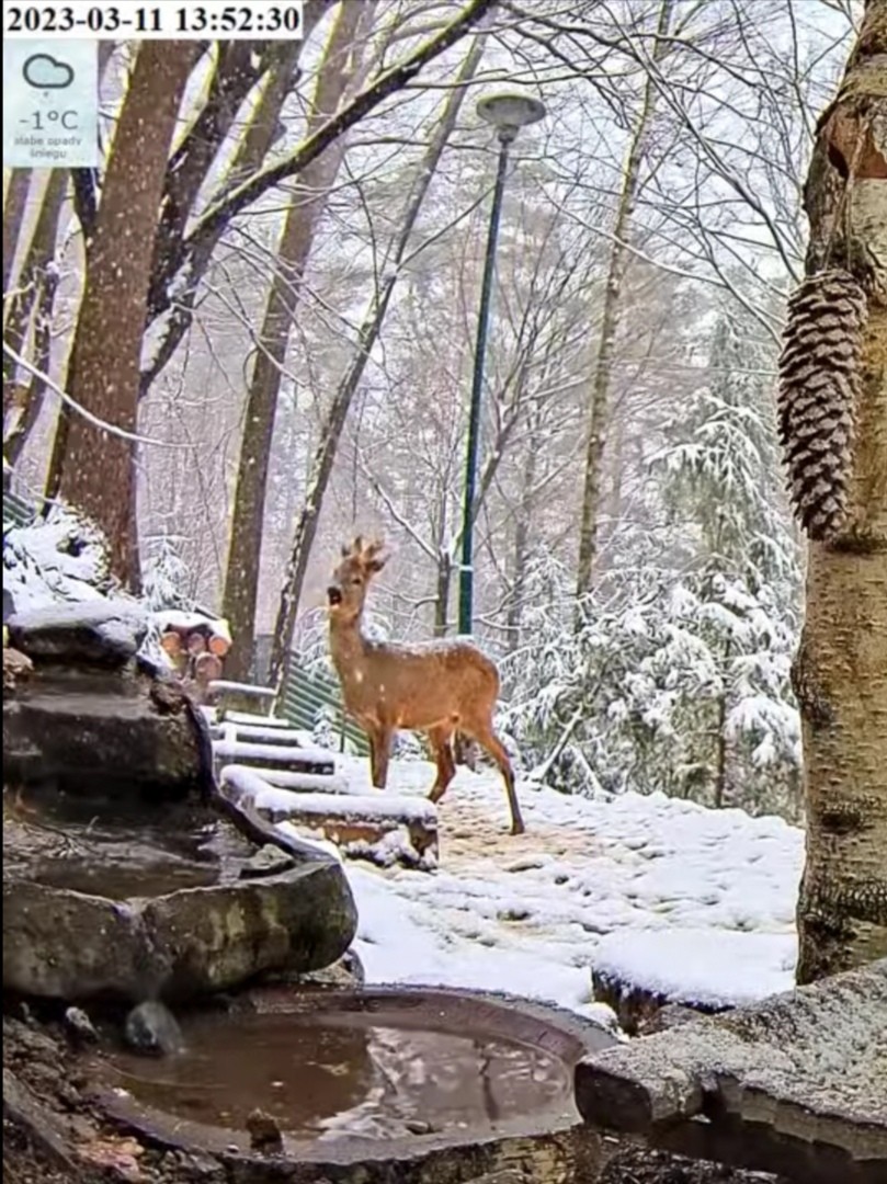 livebirdspoland_d8e52136b2a87b5067f82fc808f88119.jpg