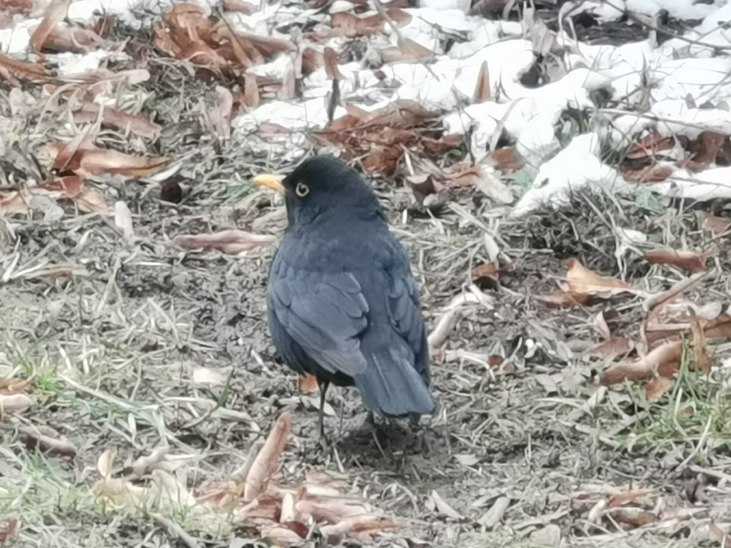 livebirdspoland_880b3970ca1813e75907505e4a274b0d.jpg