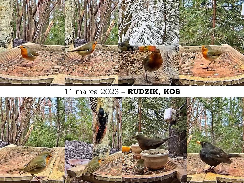 livebirdspoland_2ba75a119b71abf93a78fcf016c9cd02.jpg