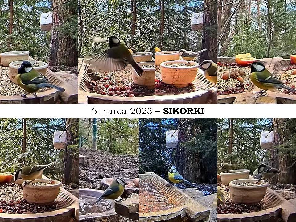 livebirdspoland_a8acfd579293efd4b1086c00442c8ecd.jpg