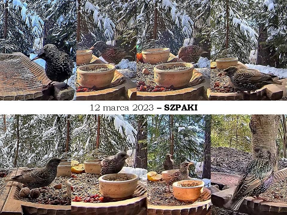 livebirdspoland_0470a946d630dd4abad94fe781b48426.jpg