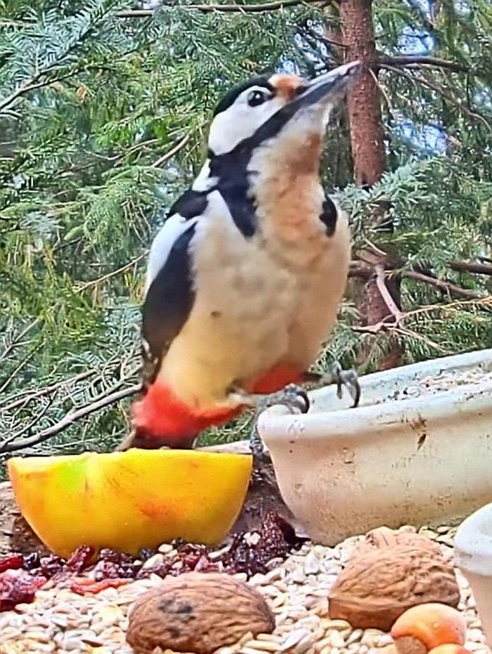 livebirdspoland_1532b9ee890ab59b283e82983752502c.jpg