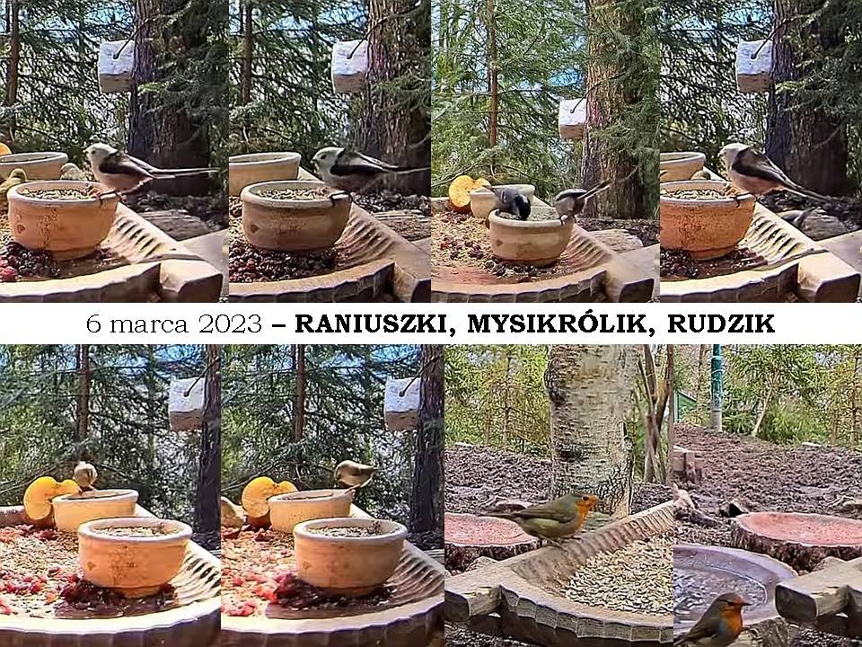 livebirdspoland_4db5eeff35721c7bb676e714ed4a37cf.jpg