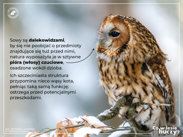 livebirdspoland_29781b9d5d2b51750cb6a187dfe59ba8.png