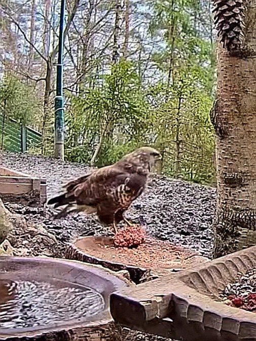 livebirdspoland_37e0ec0d719de42f79e2b61c169e01d5.jpg