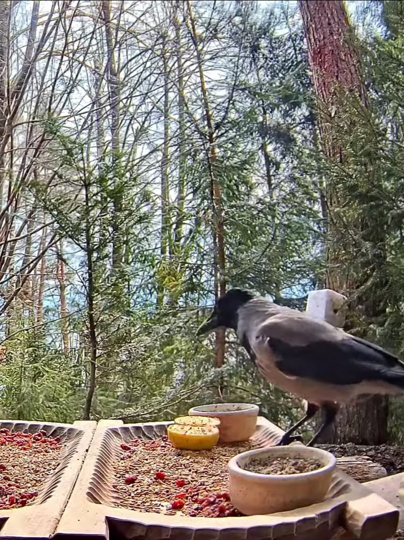 livebirdspoland_6e9451105d03d44fa07a8c2a6ef130c0.jpg