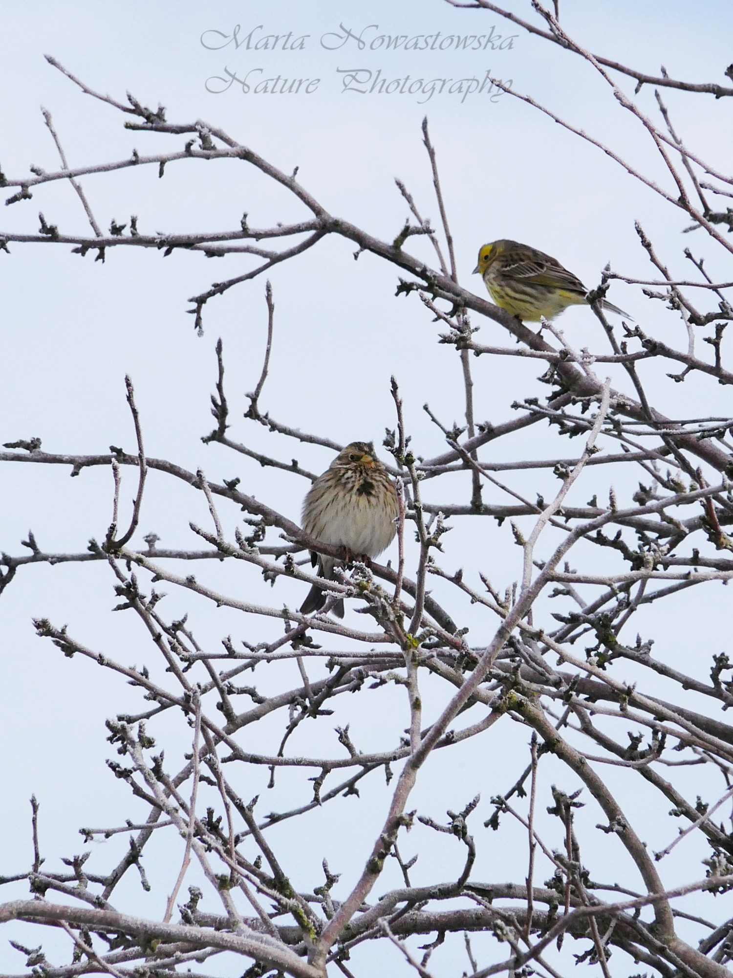 livebirdspoland_146b6527979ca252d4cdaf70fa023dab.jpg
