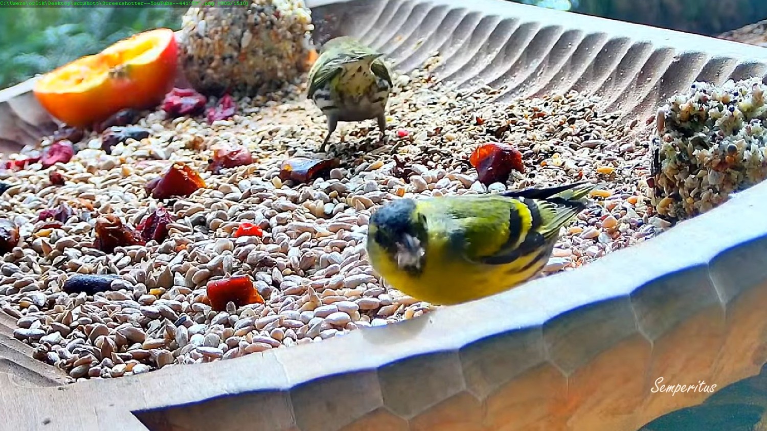 livebirdspoland_281e484f09cb09be2465fded0fd5ebbd.jpg