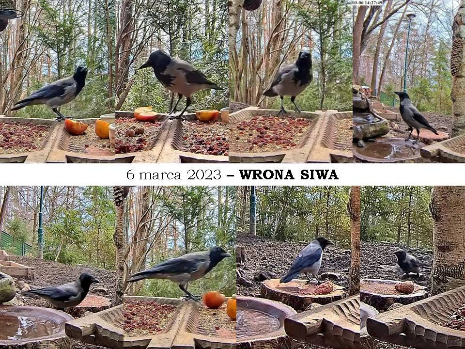 livebirdspoland_0dce79c5491d217f5cc5962f423b40bd.jpg