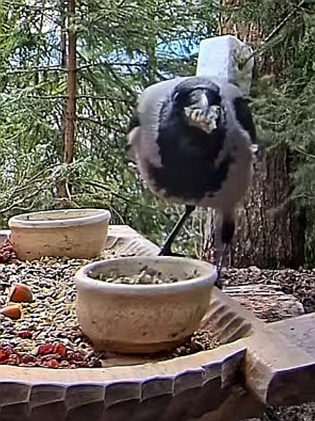 livebirdspoland_7403a0901402ee6005f8131c45a4c7ea.jpg