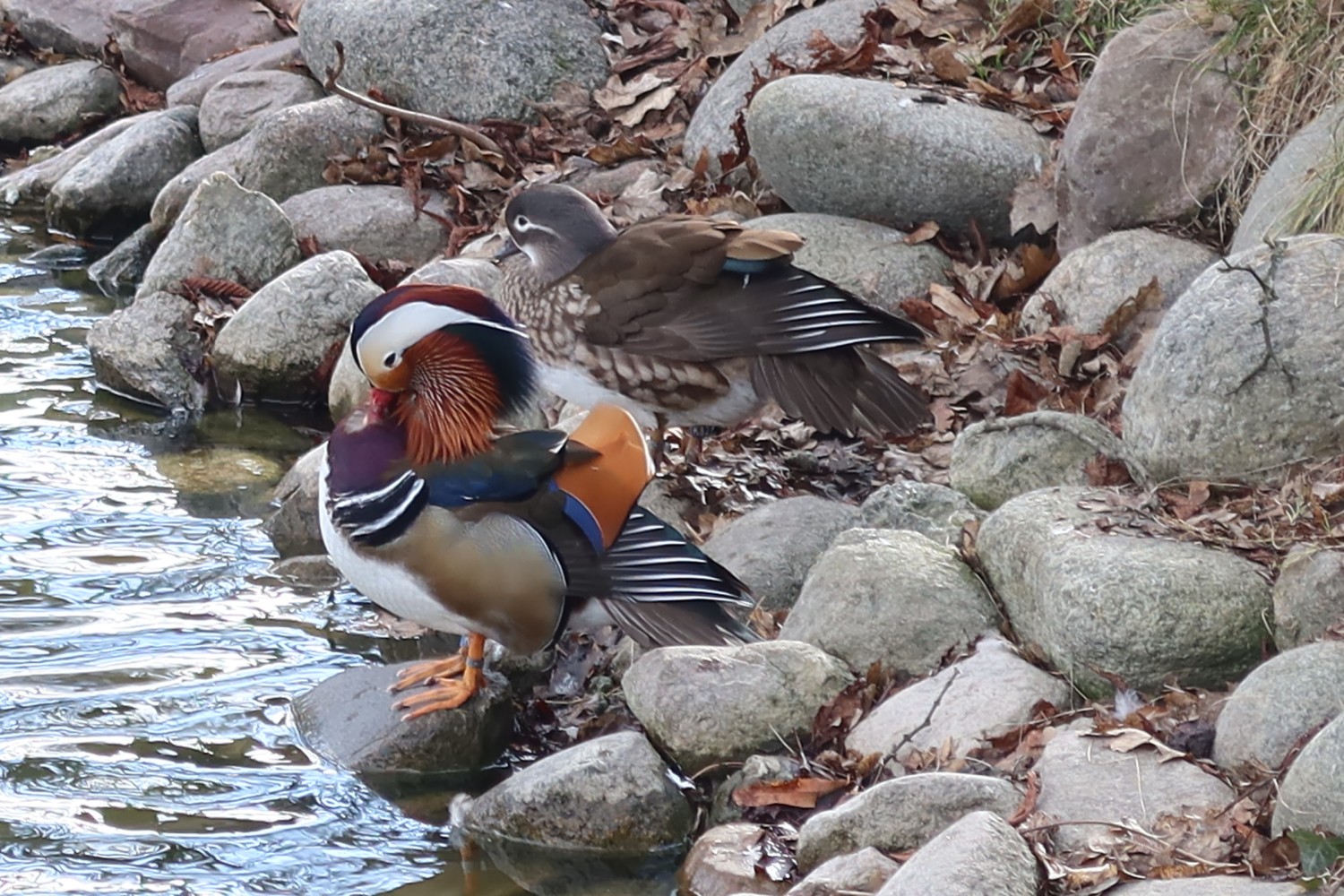 livebirdspoland_f97f310b7698e867dffe596fba812b04.jpg