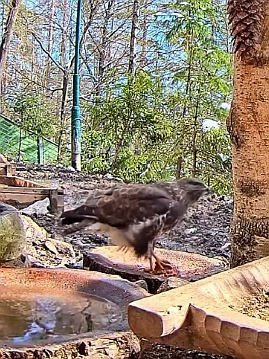 livebirdspoland_b796b65d876a3e7e7b065167f364c63e.jpg