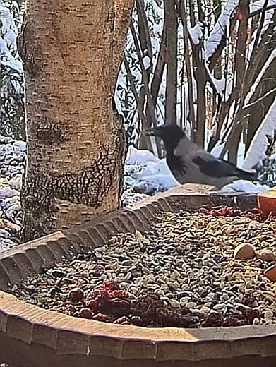 livebirdspoland_2edbeea90035f8719e6b44ee714e667f.jpg