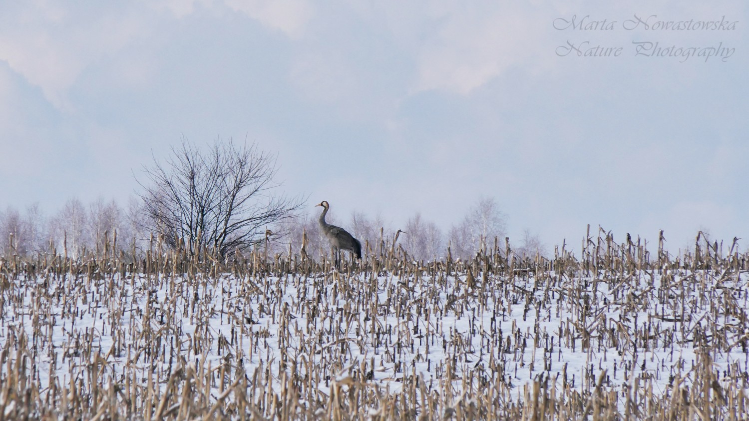 livebirdspoland_b0113c4df8152bec3befa0afb57592d3.jpg