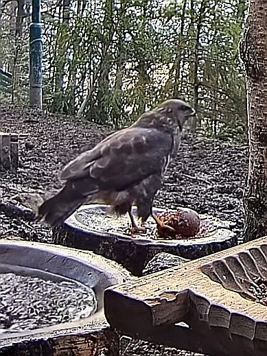 livebirdspoland_69bbe8c0d399e8c54b92e00e750cf589.jpg