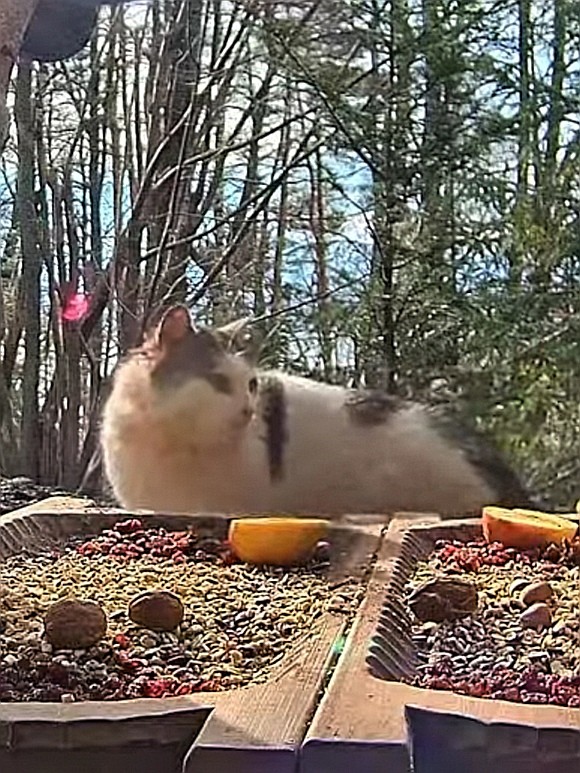 livebirdspoland_ad348ccf36fbe762035e81ae9670e78a.jpg