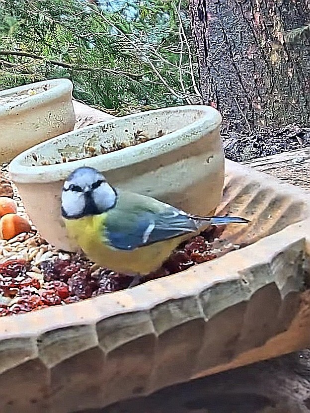 livebirdspoland_29baa101b887ccac80bbf3c6b4c73d75.jpg
