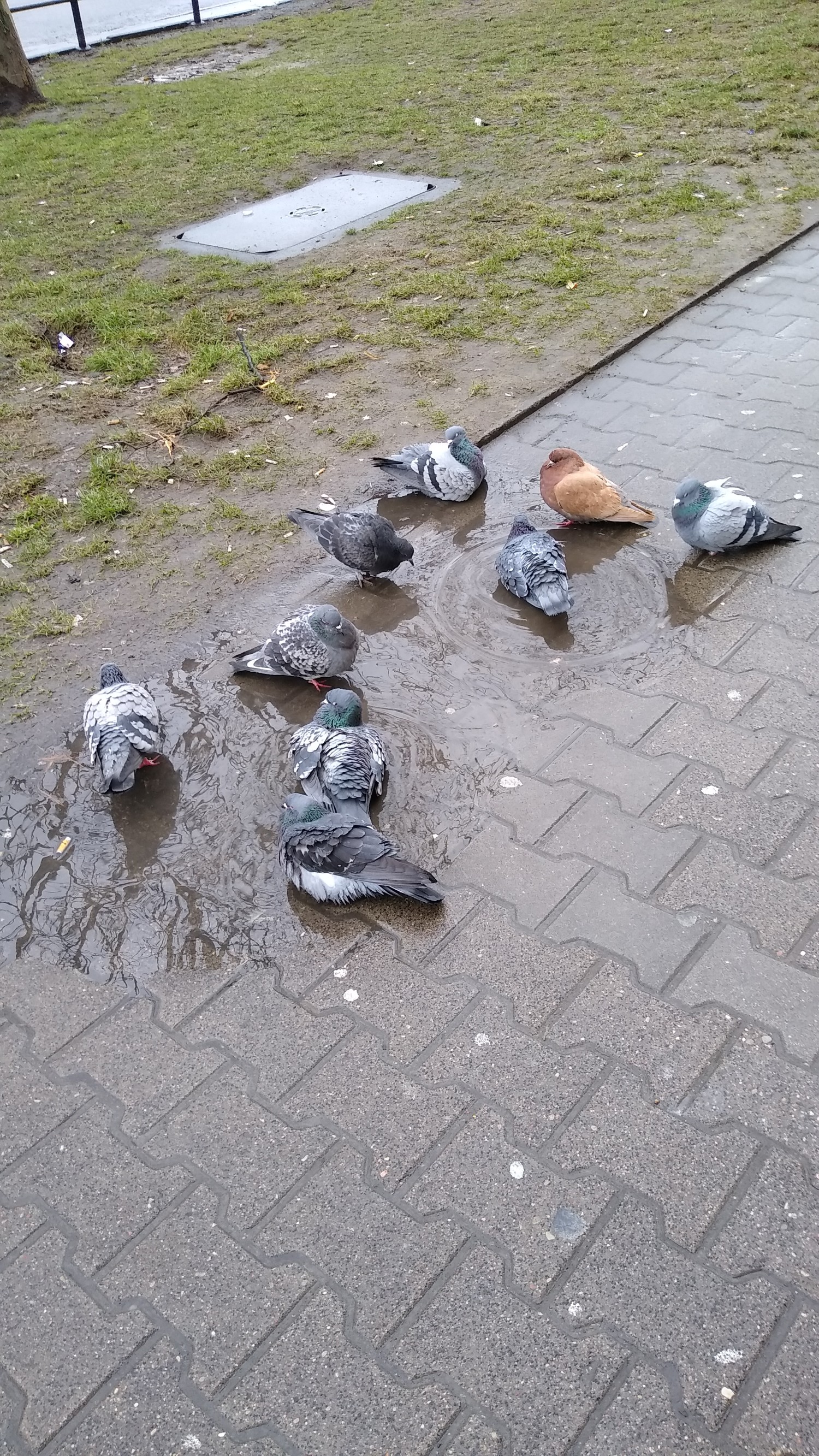 livebirdspoland_c175843733f8622c4e7b23c3fd9daf31.jpg