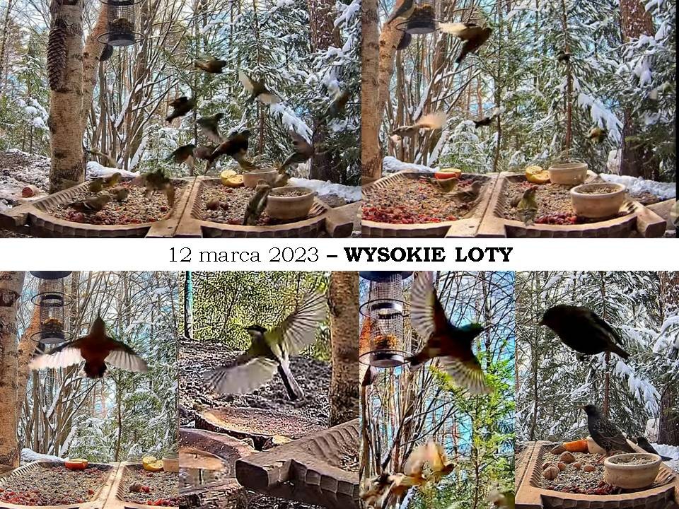livebirdspoland_f5235d11352161ce4612c2cf34af080a.jpg