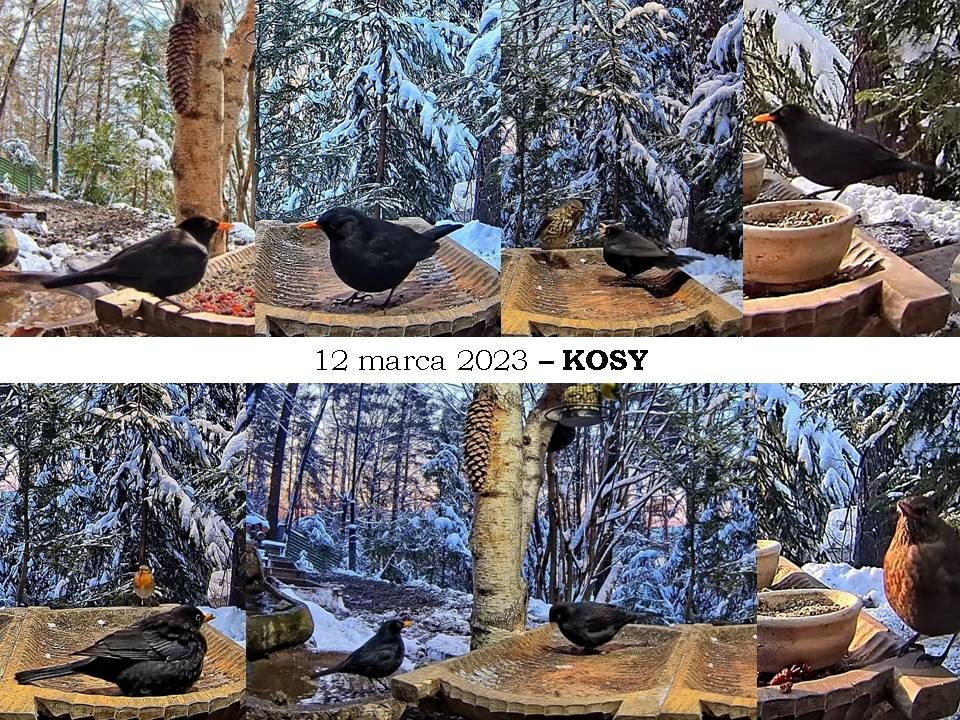 livebirdspoland_8b6874602cffec0ae995c5e6952ae2a6.jpg