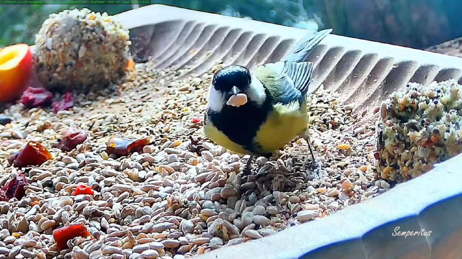 livebirdspoland_5722aab8810e321198ca56788f64f562.jpg