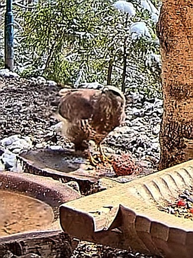 livebirdspoland_b9794cf9c66bf7f9ee16474acc9458f8.jpg