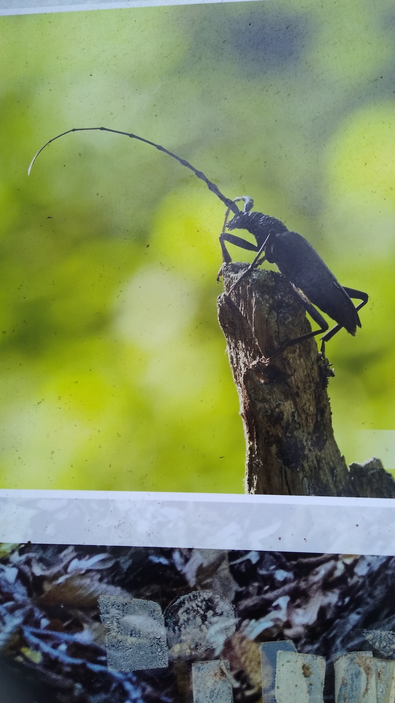 livebirdspoland_4952e46e81d74d1a7a2991975226d648.jpg