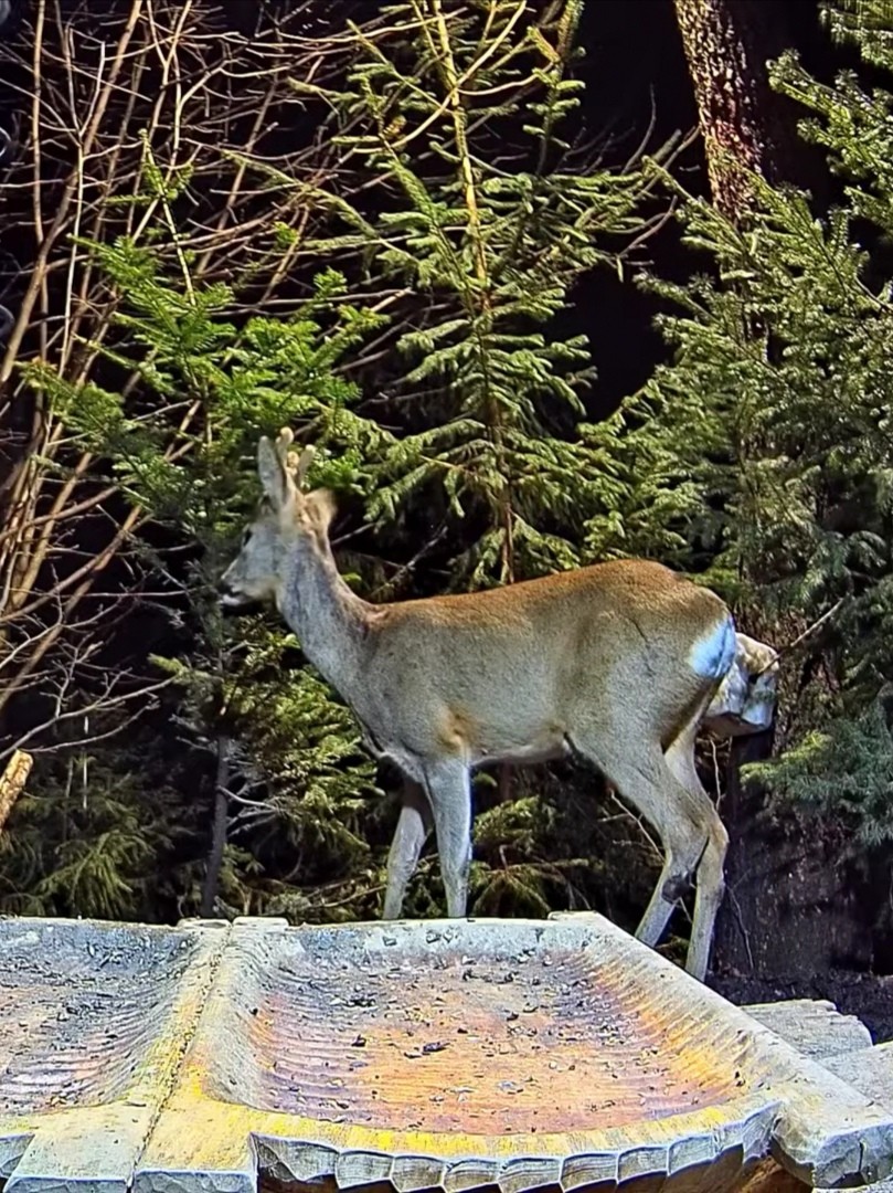 livebirdspoland_0882e9926b23b24703244c075c340d3d.jpg