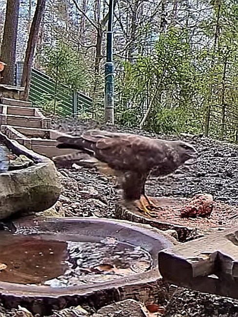 livebirdspoland_a7277874affe16eb0e8347d387787268.jpg