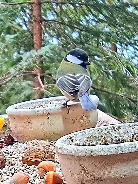 livebirdspoland_429819bf74e9d3470b14ca5b5179e2b7.jpg