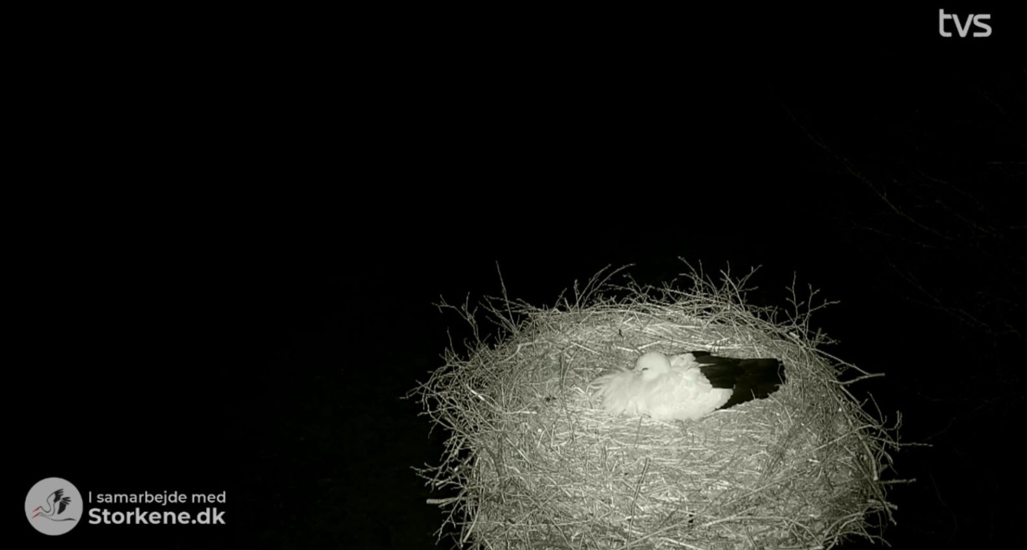 livebirdspoland_fff62dd068f9651a1a10cf0b21458023.jpg