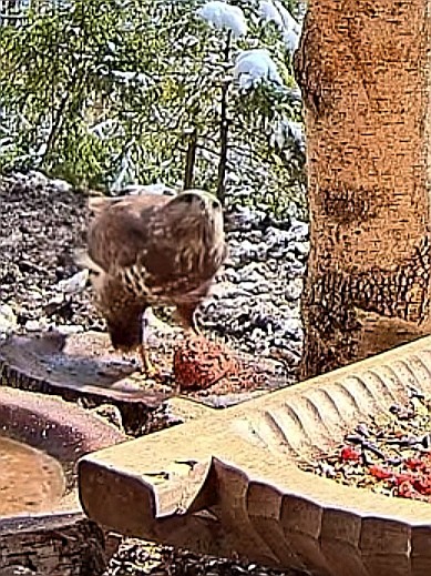 livebirdspoland_815d22cc805780d46fa55d7b80289838.jpg