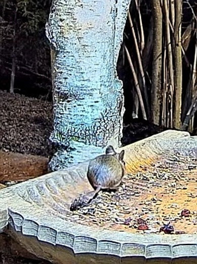 livebirdspoland_0fd02562b75715daf3020aba55bebe5a.jpg
