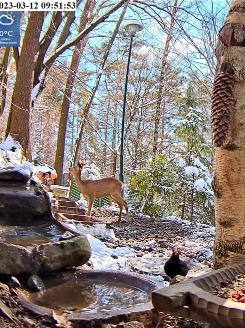 livebirdspoland_4c4656bc4b618850217c1ff24bdfd832.jpg