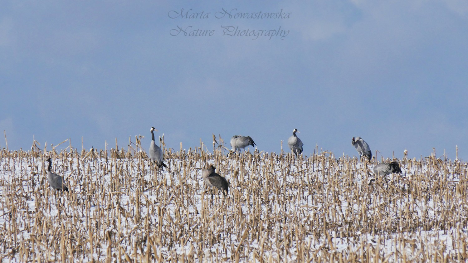 livebirdspoland_23bc955cbc980b62276a79e2059e742b.jpg