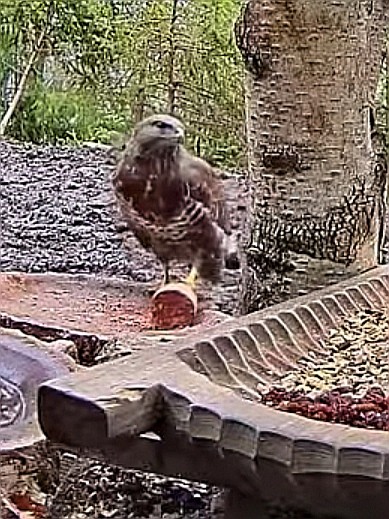 livebirdspoland_40196c0b515c6f85a5e94016e7265b30.jpg