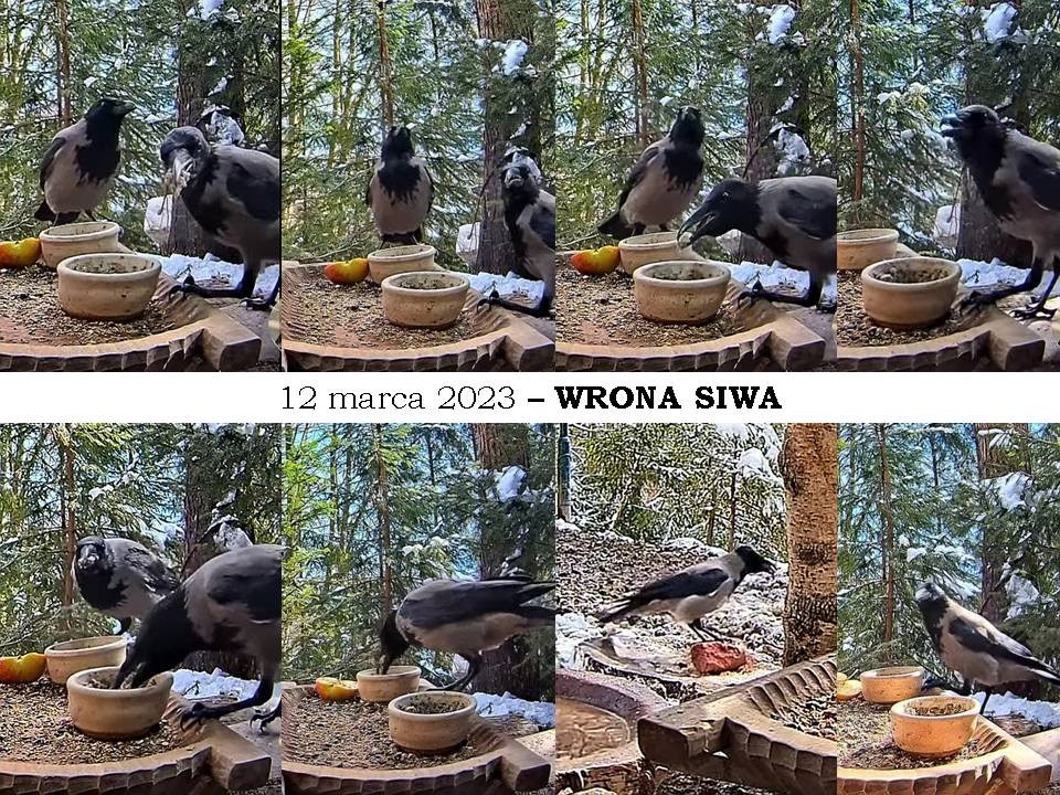 livebirdspoland_0d9aa8c679bd99c4e96f2f95257358ea.jpg