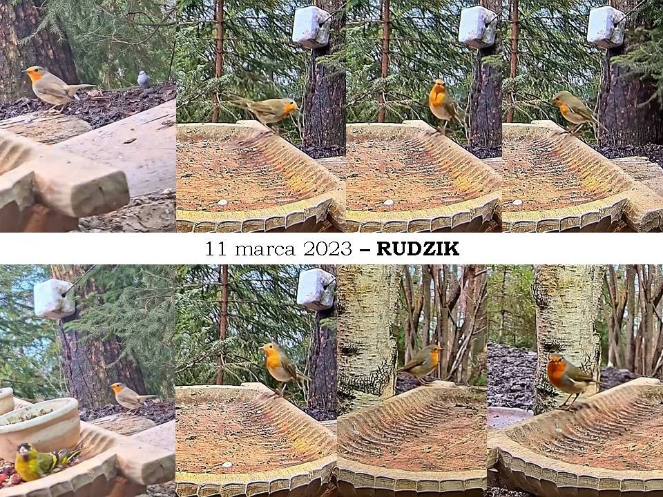 livebirdspoland_74147abe6b1f941a64a3a9f3ca0c5f9b.jpg