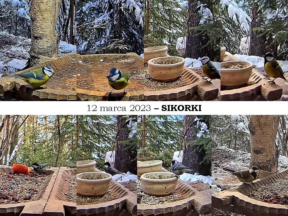 livebirdspoland_45483922303484f00d082c1bb02e8407.jpg