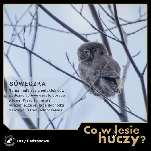 livebirdspoland_85b636207f79bb577a908b36f58a33ee.png