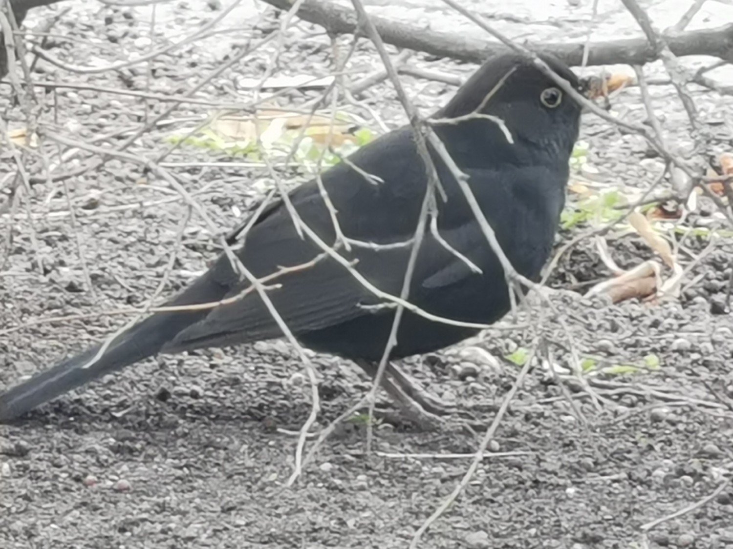 livebirdspoland_a2021fdd97ebcf7c9681afe3b5ffc746.jpg