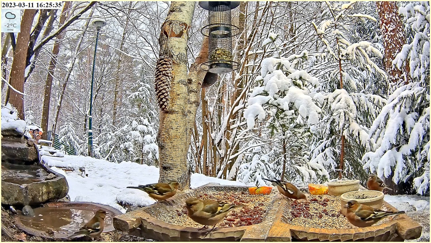 livebirdspoland_5008353e636666c3a9634db21419c062.jpg