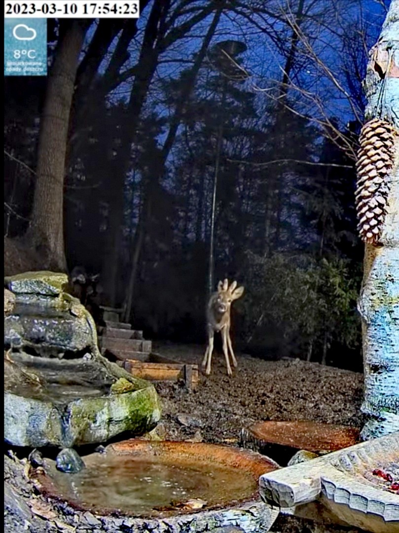 livebirdspoland_c0a59972d37767d9f0b288eef6020c52.jpg