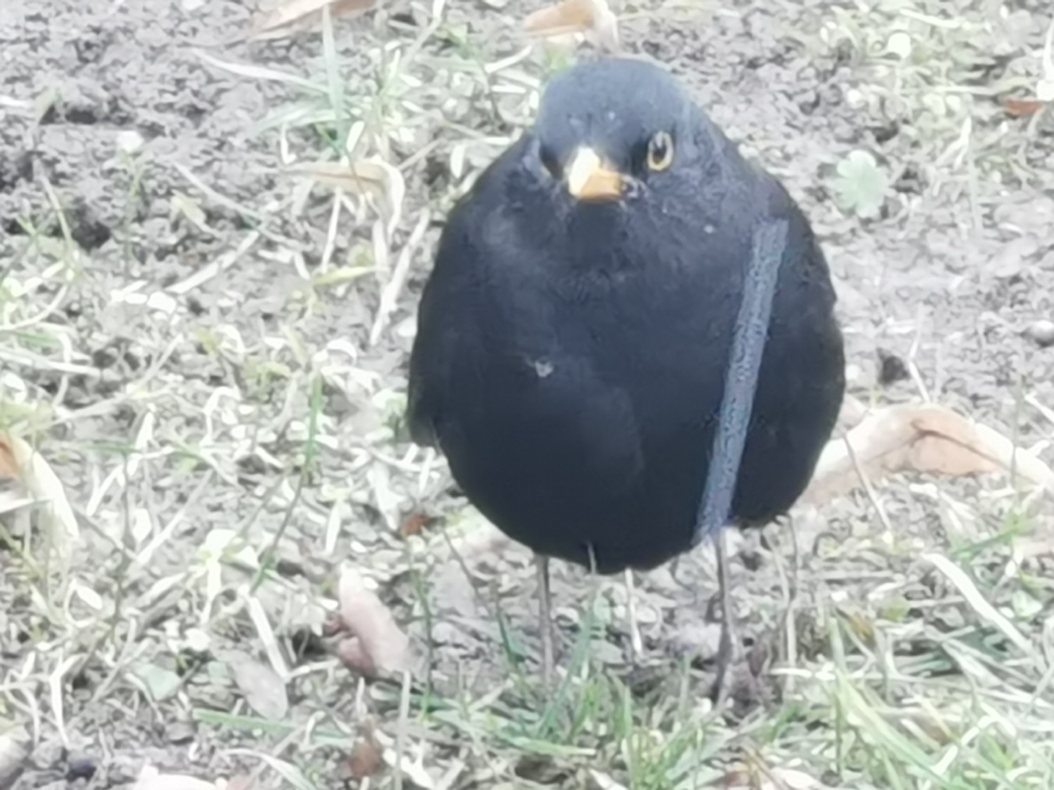 livebirdspoland_01ecc61ccf10feb557b927accd620fe6.jpg