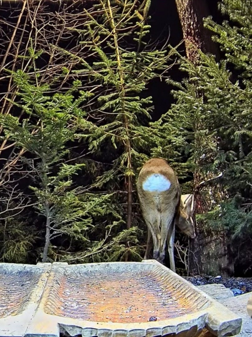 livebirdspoland_41ed0db85e1a65cdefaffa03ef772094.jpg