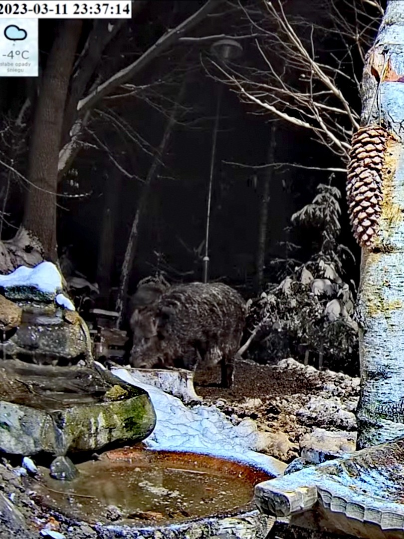 livebirdspoland_2ce8128b01f85c5fc7184f8dea3d74a7.jpg