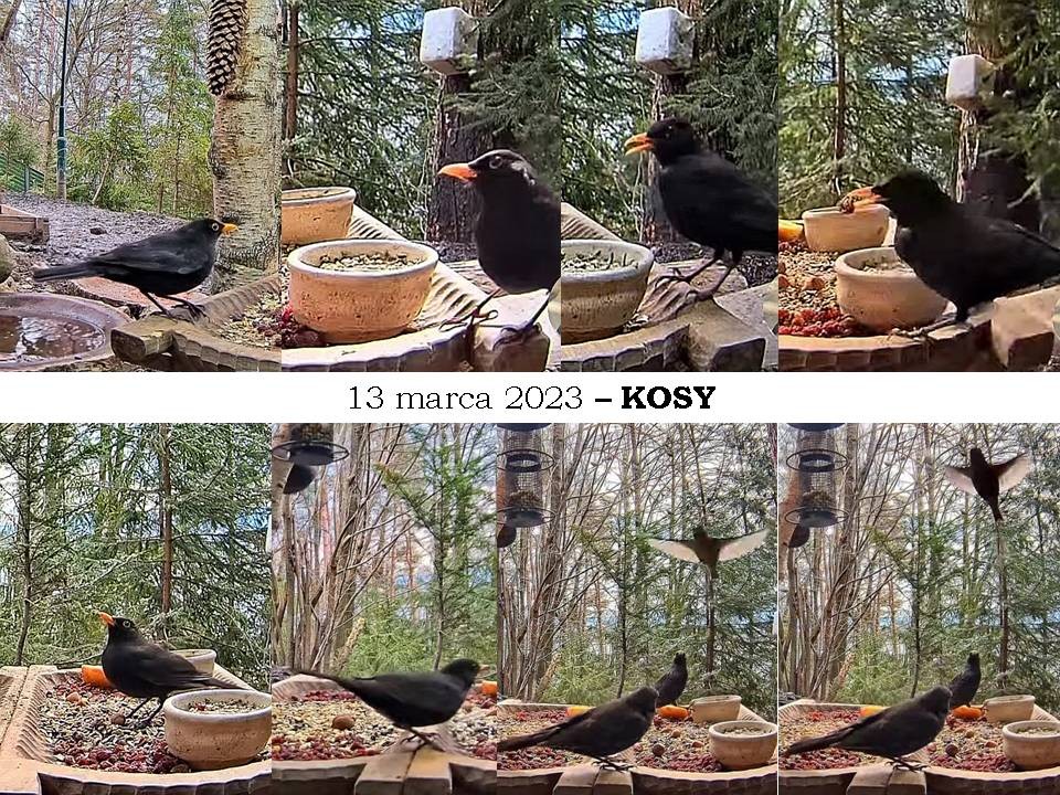 livebirdspoland_c922c8c1e6d97f9ebb2588f936861861.jpg