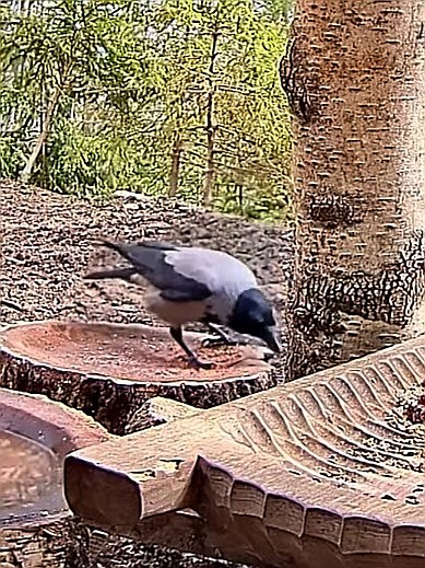 livebirdspoland_dba8760b2c9995df099938b7774f5ae5.jpg