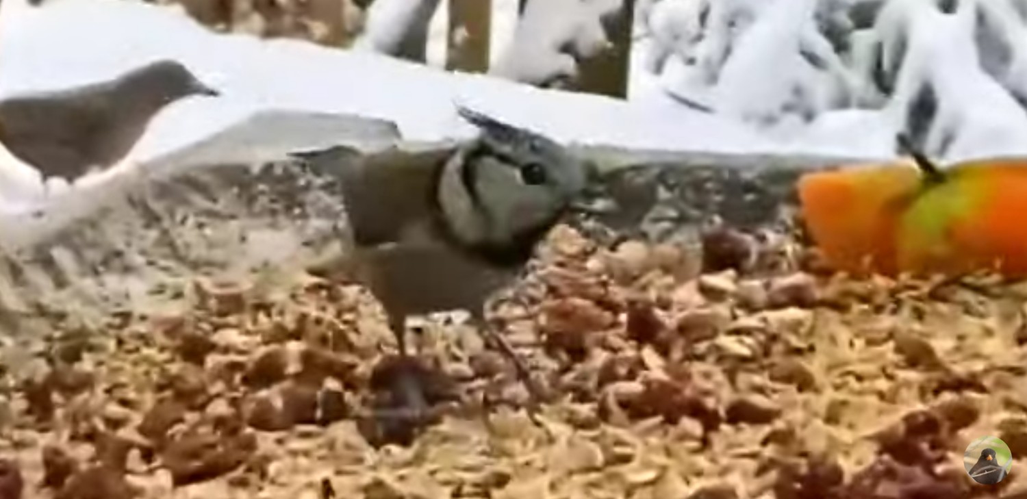 livebirdspoland_71a54cb201e65eb81aa5a7bad2884de6.jpg