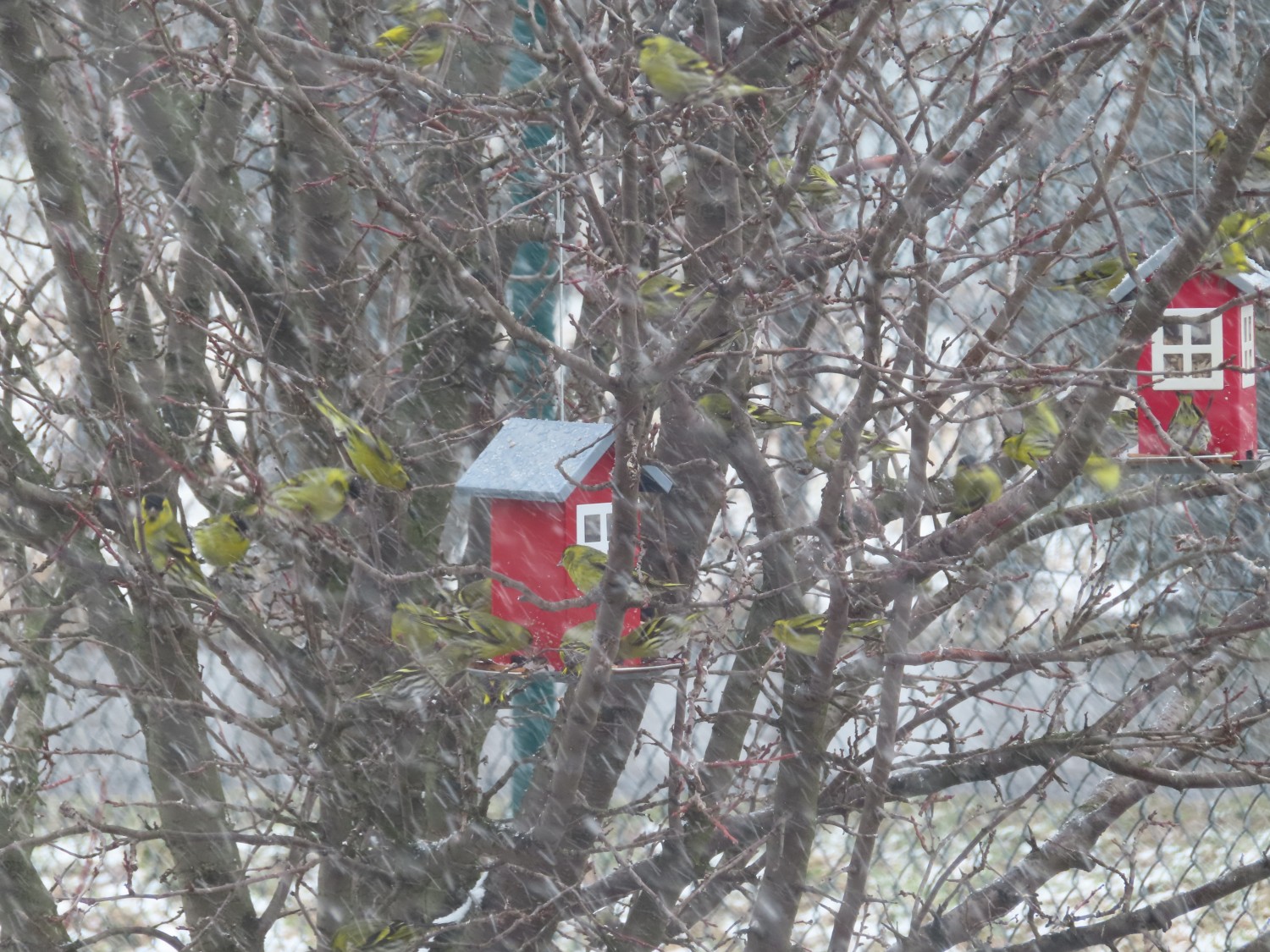 livebirdspoland_33f7f8c0a02b1164425f15af6e1a1524.jpg